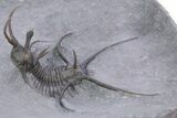 Spiny Ceratarges Trilobite - Zireg, Morocco #356940-1